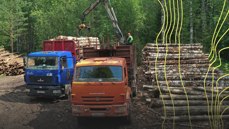 Holzeinschlag für das Sperrholzwerk Vyatsky der Segezha-Gruppe in einem Wald im Bezirk Nema (Russland).