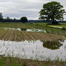 Junge Maispflanzen stehen im Wasser nach der Überflutung von Äckern im Unterallgäu.