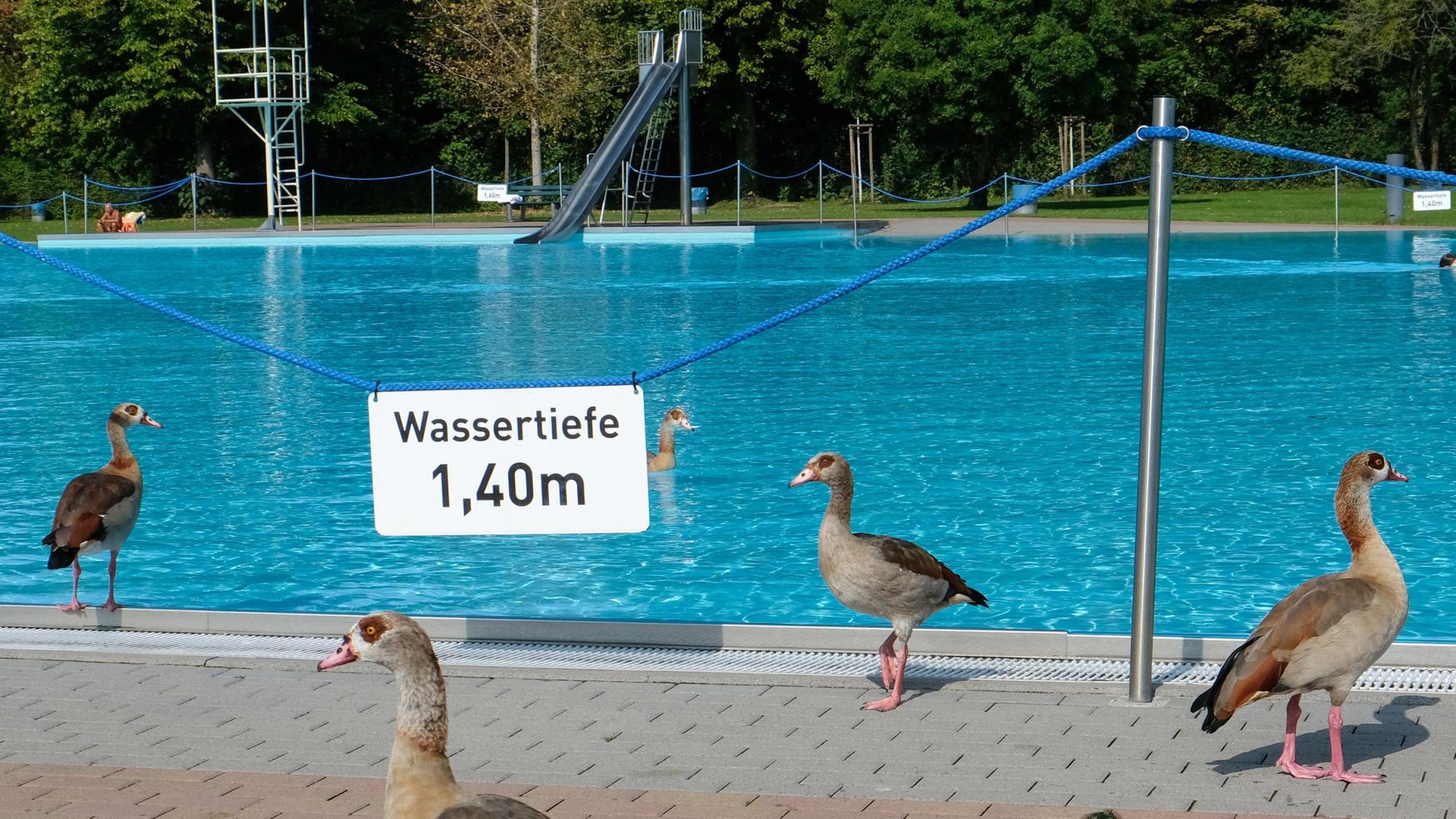 Schlechtes Wetter: Frankfurt schließt Brentanobad kurzfristig