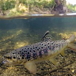 Eine Bachforelle schwimmt nahe der Oberfläche eines Gewässers.