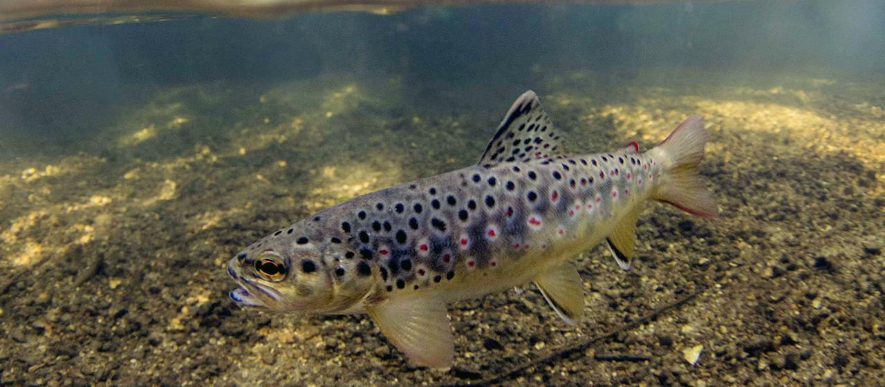 Eine Bachforelle schwimmt nahe der Oberfläche eines Gewässers.