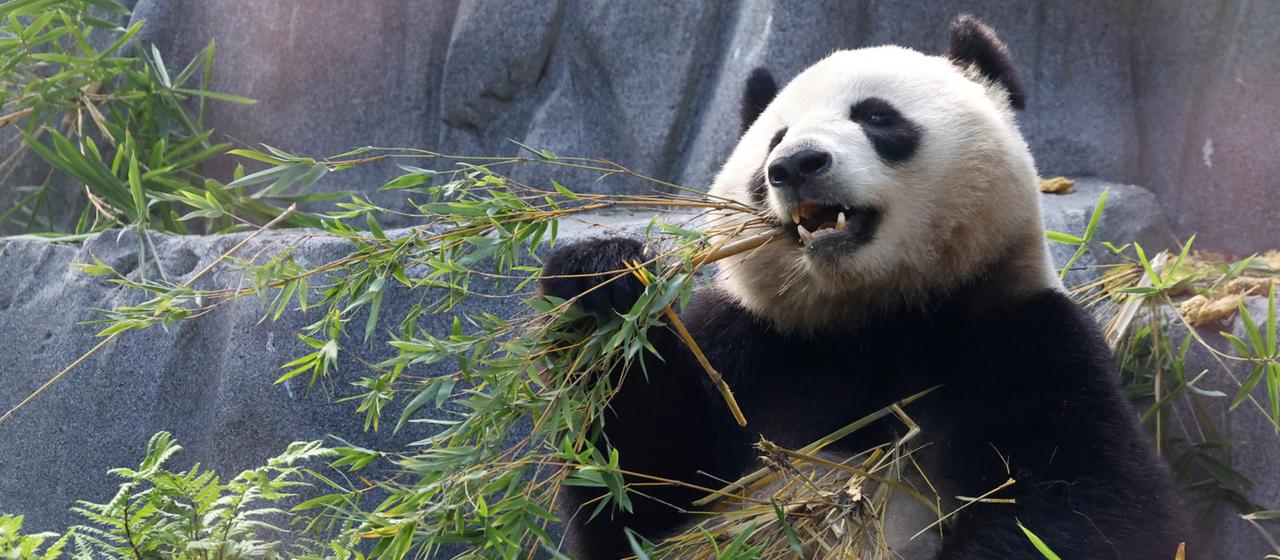 Pandabär | REUTERS Pandabär