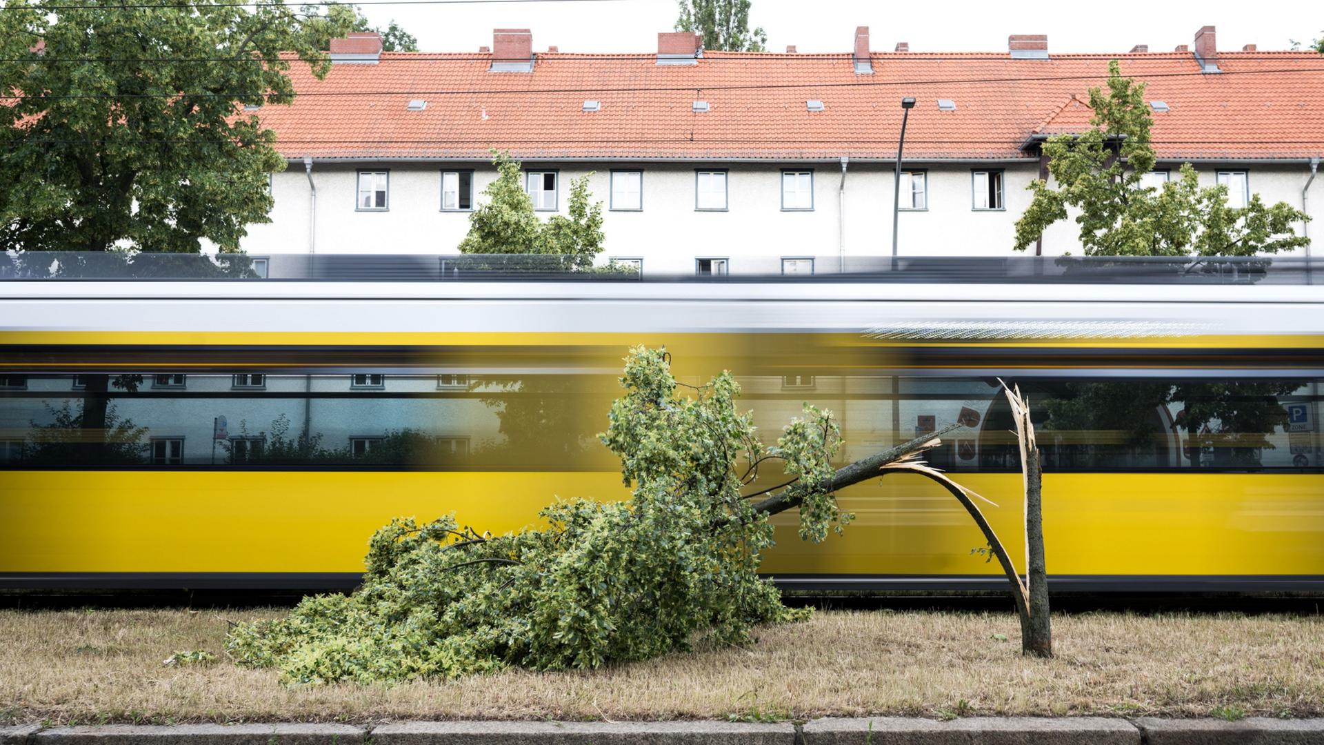  Ein umgeknickter Baum liegt nach einem Unwetter an einer Tram-Linie im Prenzlauer Berg | Sebastian Gollnow/dpa
