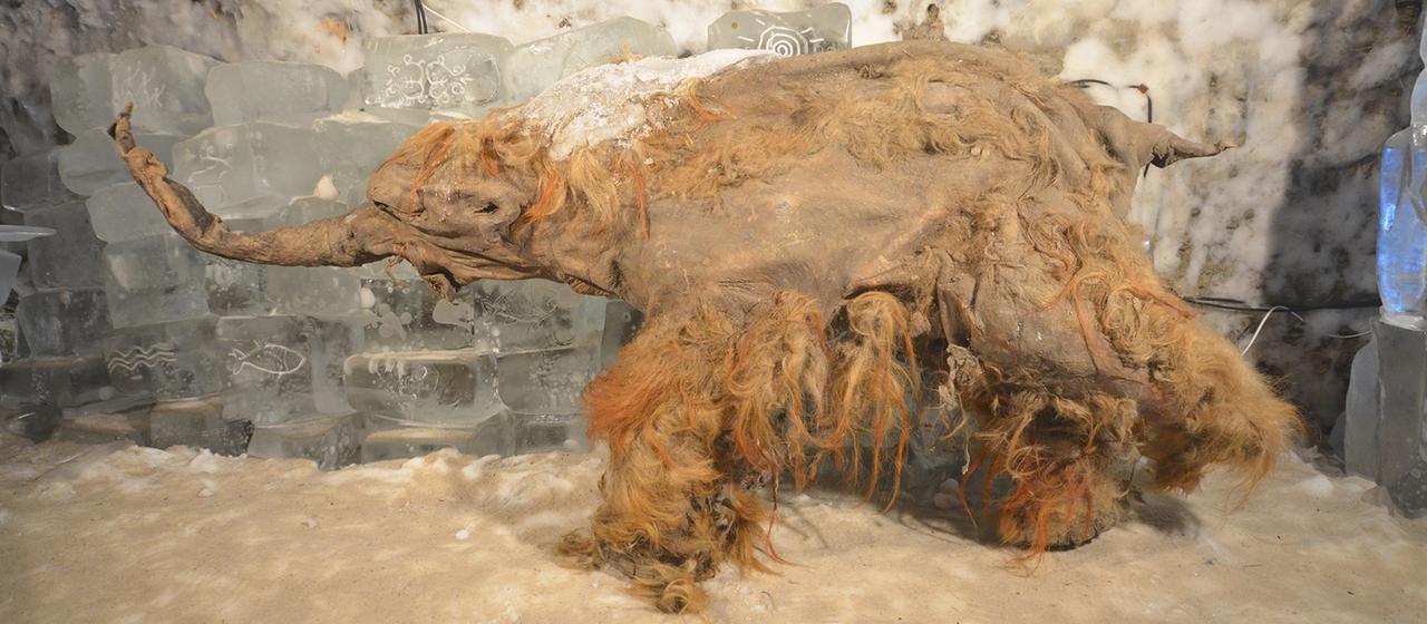 Ein Yuka-Mammut in einer Ausstellung