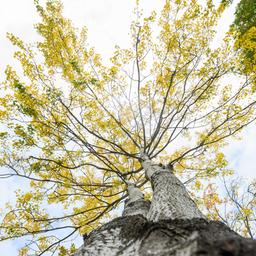 Eine Zitterpappel steht an einem Parkplatz in Hannover, Niedersachsen.