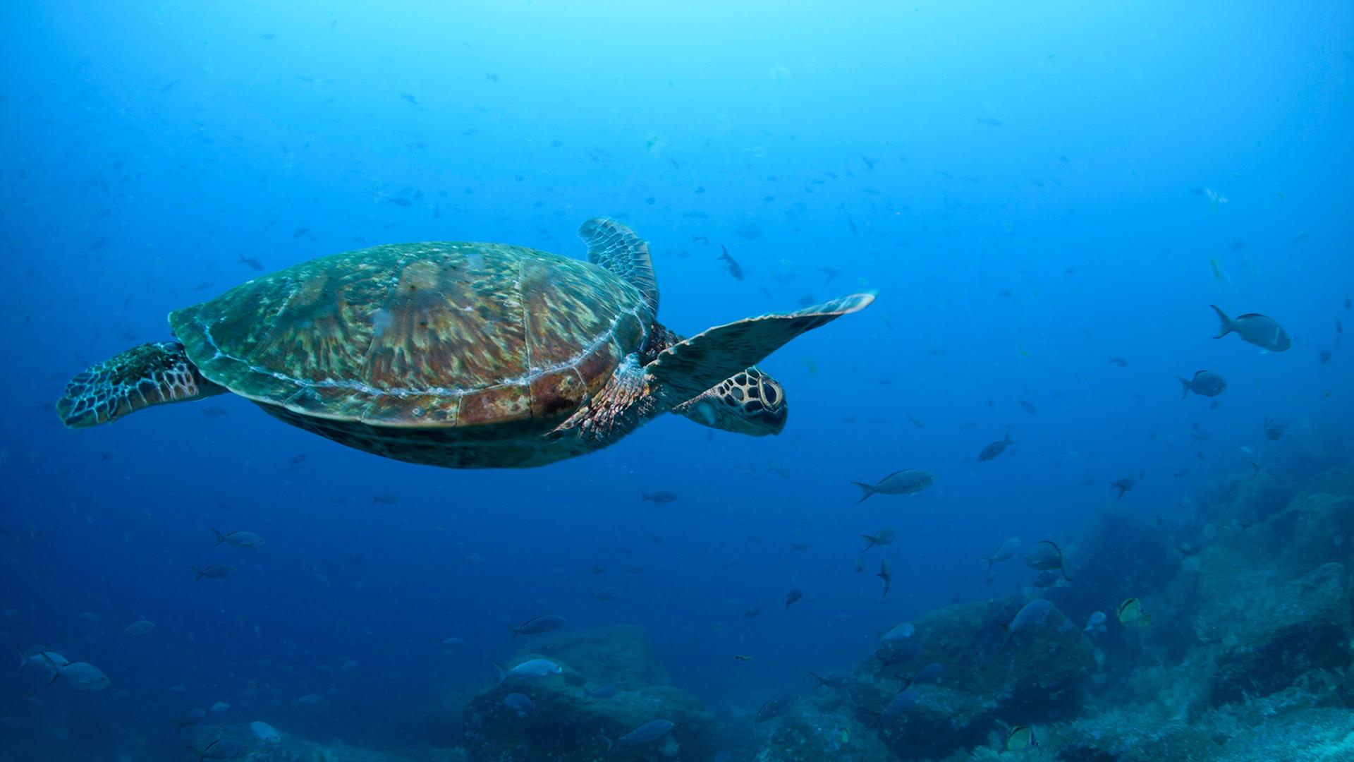 Eine große Schildkröte schwimmt über dem Grund eines Meeres. | dpa