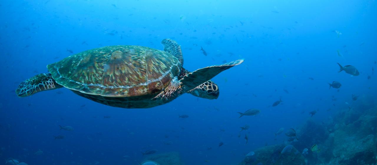 Eine große Schildkröte schwimmt über dem Grund eines Meeres.