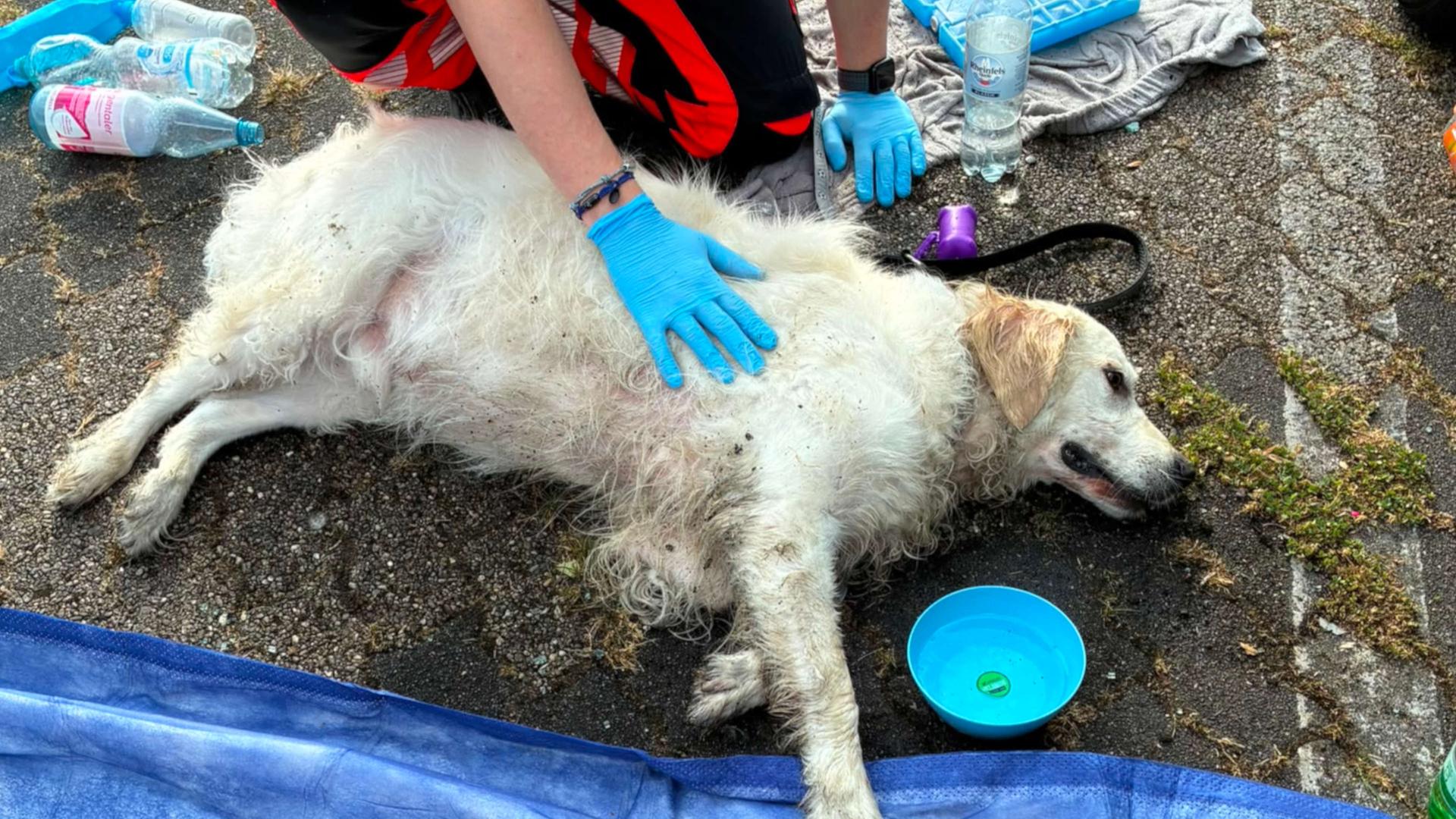 Besucher retten Hund aus aufgeheiztem Auto