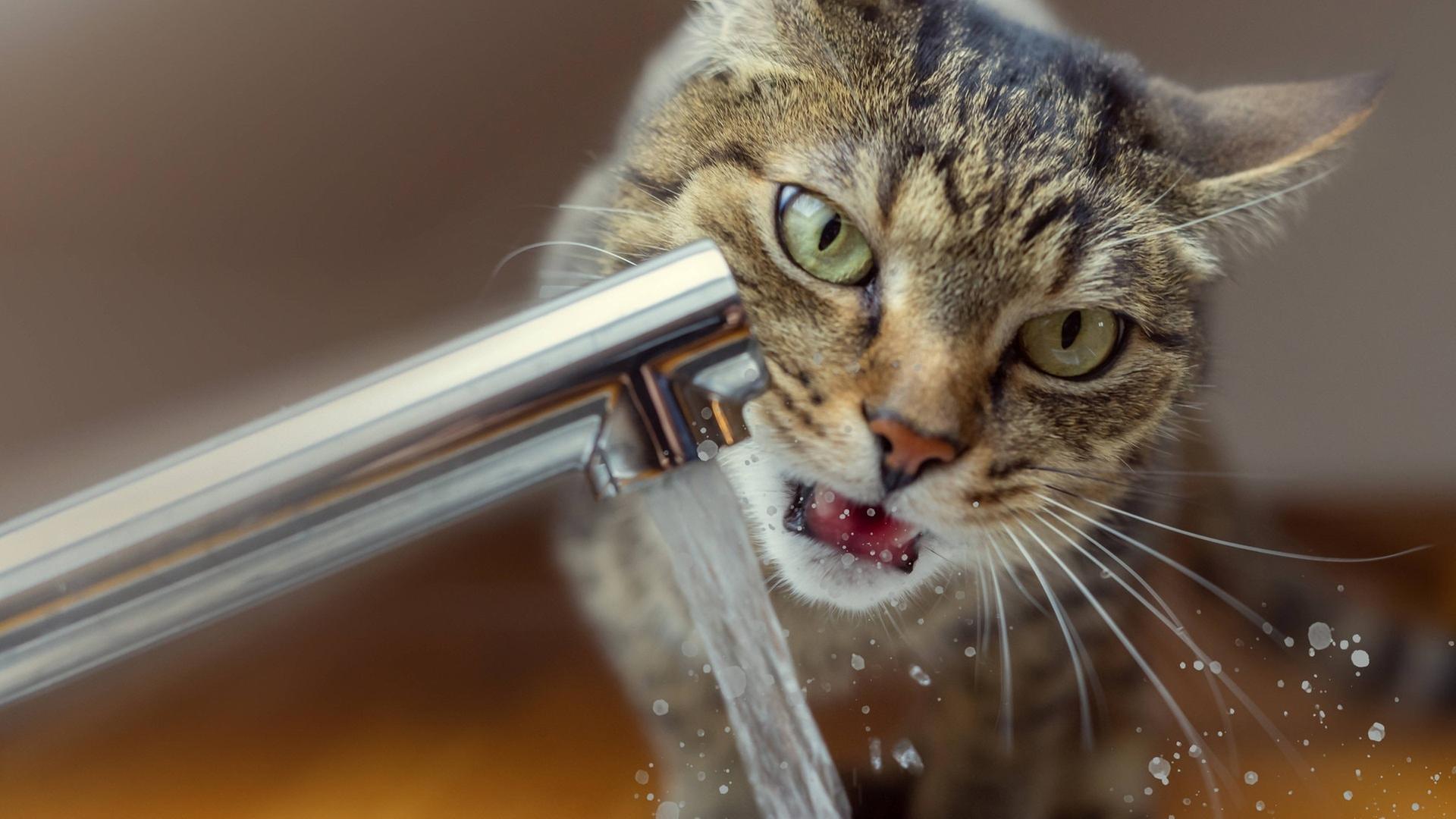 Von Überwachungskamera erwischt: Katze setzt Wohnung in Baden-Baden unter Wasser