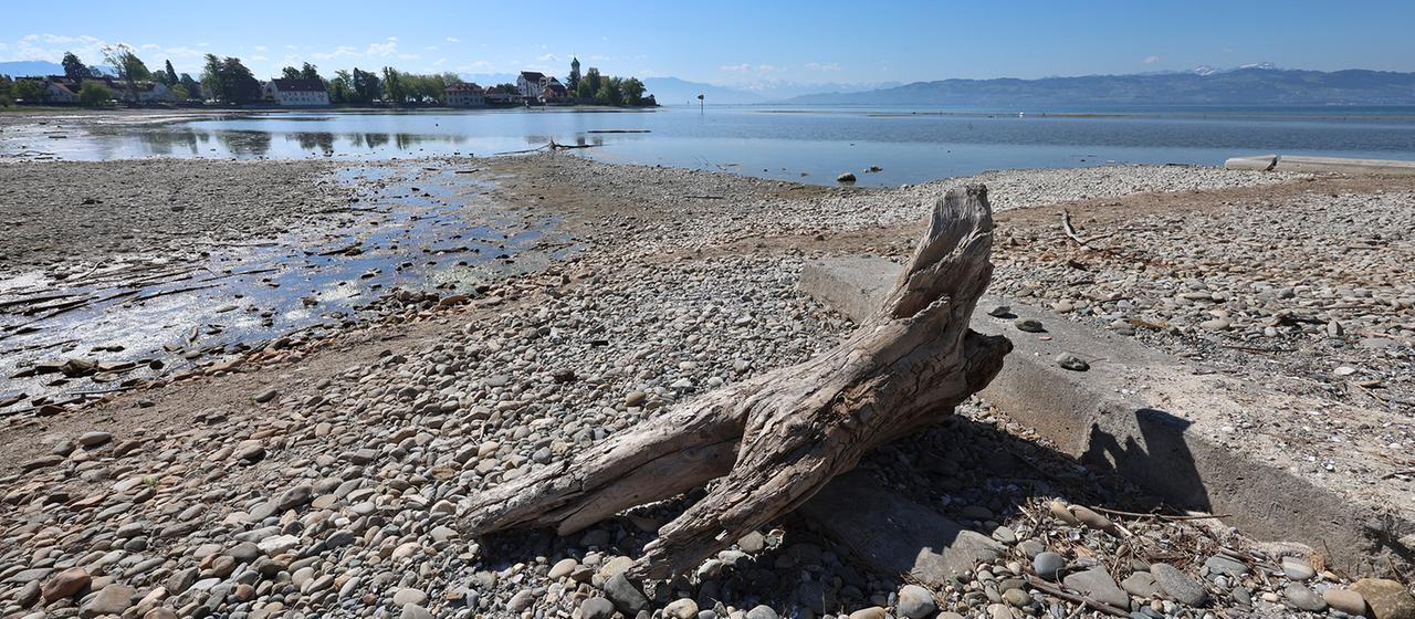 Treibholz liegt auf dem trockenen Ufer des Bodensees.
