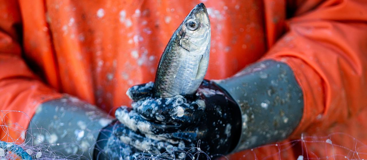 Ein Fischer pult Heringe aus einem Netz.