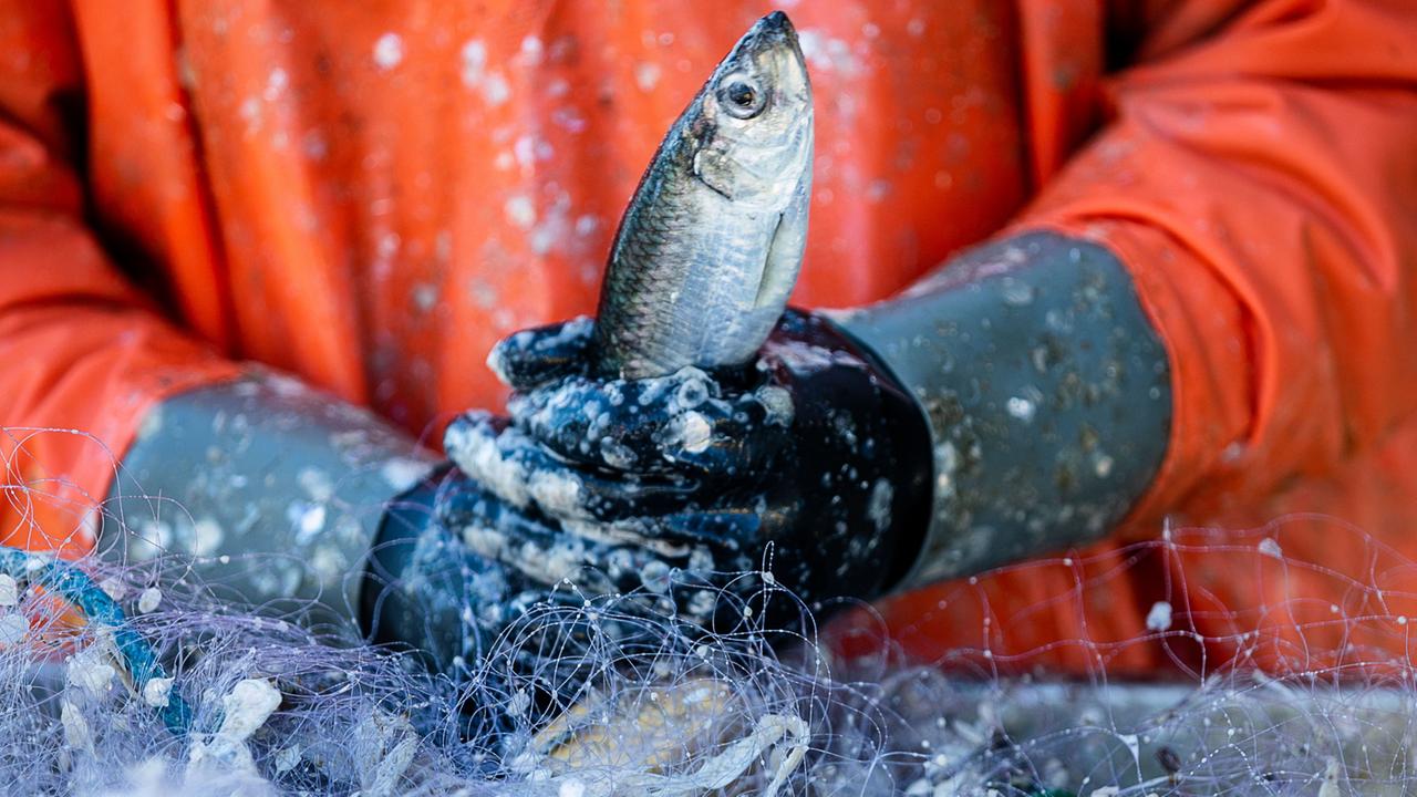 Ostseefischer dürfen weiter Hering fangen