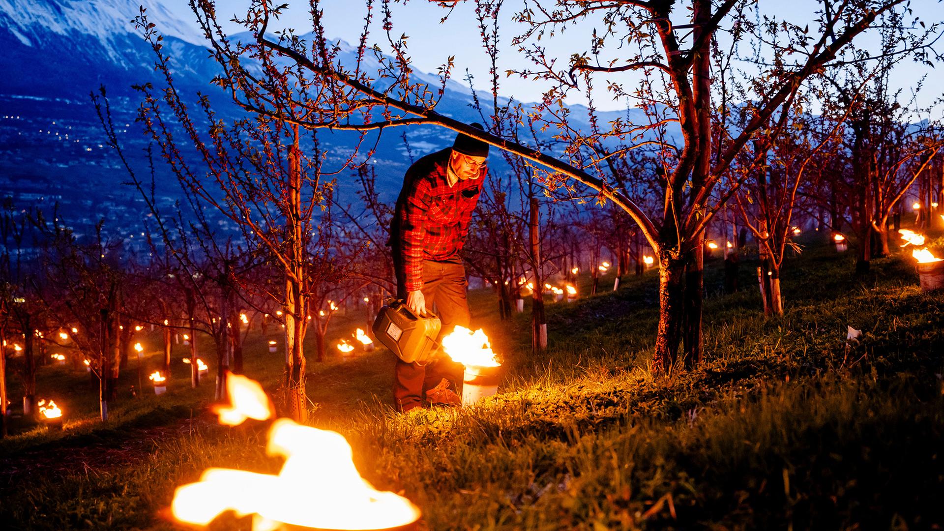 Ein Obstbauer zÃ¼ndet vor einem blÃ¼henden Aprikosenbaum eine Frostschutzkerze an. | Jean-Christophe Bott/KEYSTONE/dp