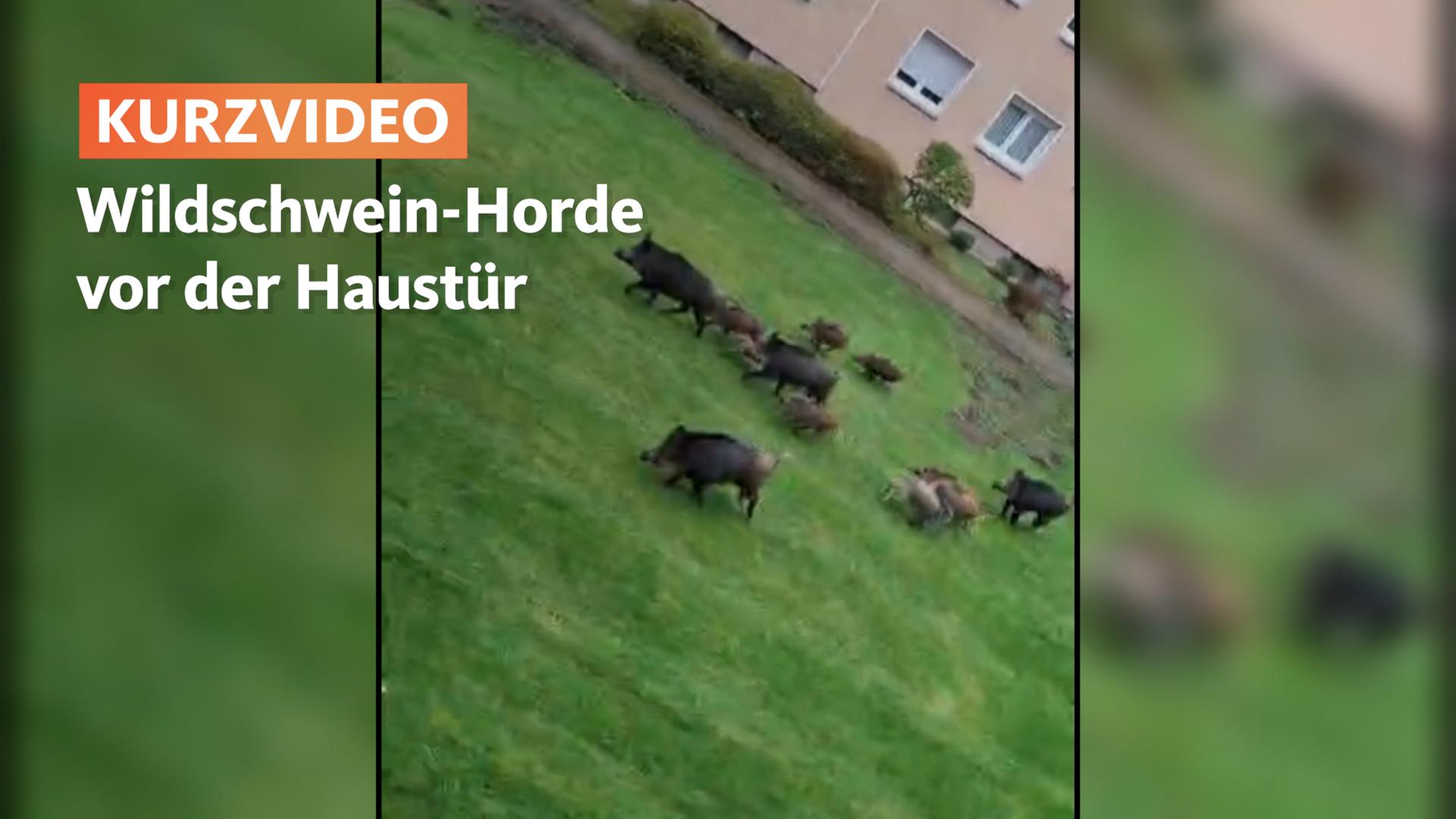 Wildschweine mitten in Hagen - Anwohner in Angst