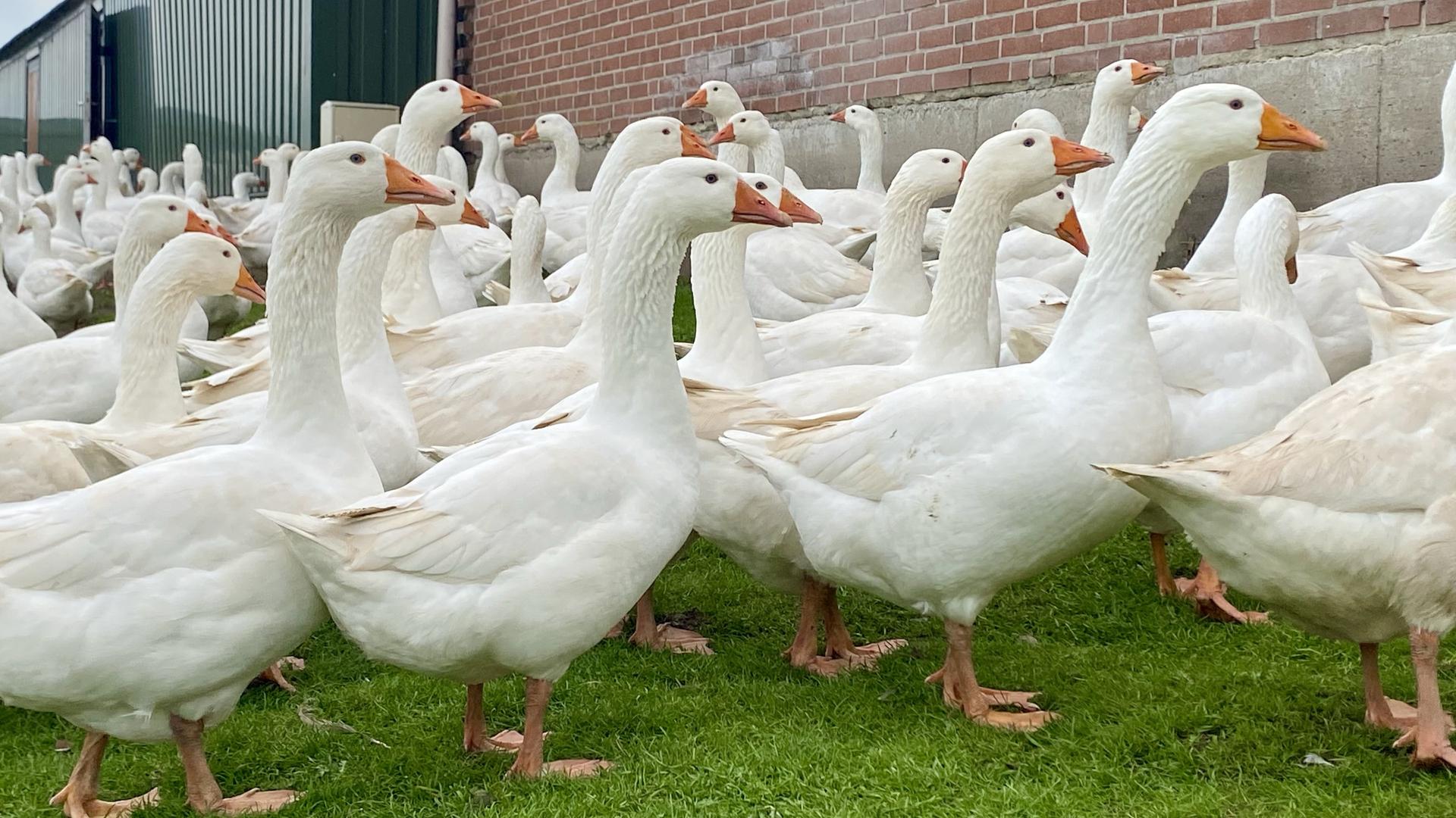 Gans schön teuer?