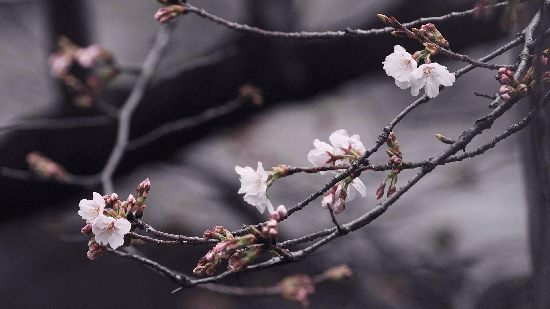 Kirschblüten | AFP