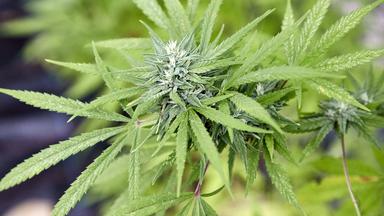 Cannabis-Pflanze