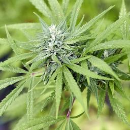 Cannabis-Pflanze