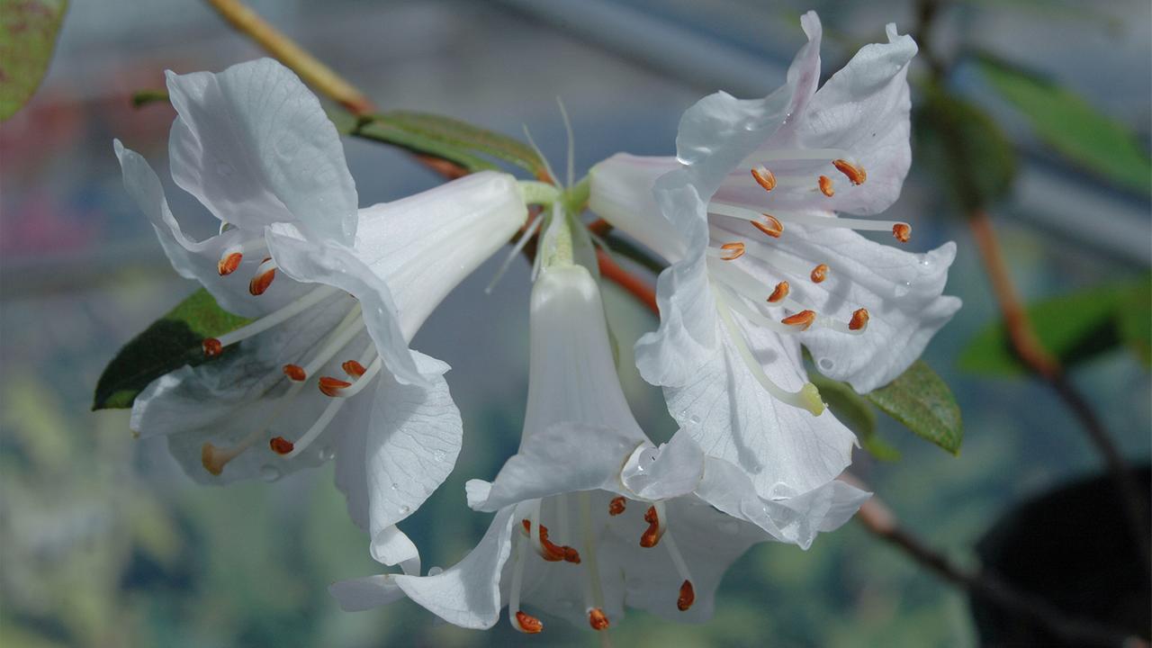 Neue Arten, die im MekongGebiet entdeckt wurden tagesschau.de