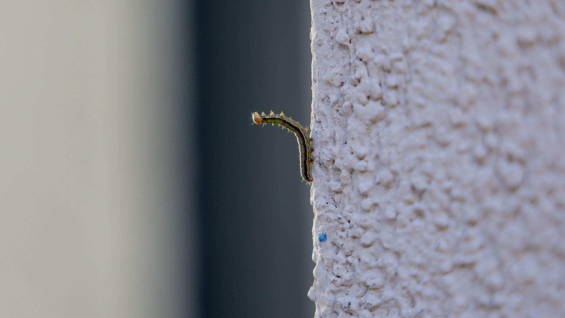 Eine Raupe an einer Hauswand: Im Ostschweizer Kanton St. Gallen in der Region Sargans haben Millionen Einpunkt-Graseulen Raupen 50 Hektar Wiesen kahlgefressen. Die Raupen liegen auch auf der Straße und hängen an Hauswänden und Türen.  | dpa Bildfunk, picture alliance/SL Druck + Medien AG/Gianluca Volpe