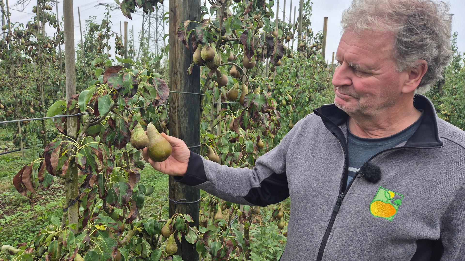 Klimawandel in der Landwirtschaft: So verändert sich unser Obst-Angebot