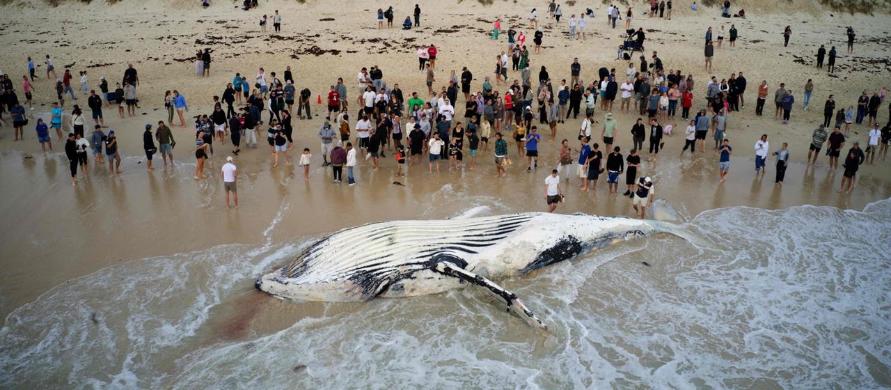 Ein Wal liegt im australischen Perth am Strand