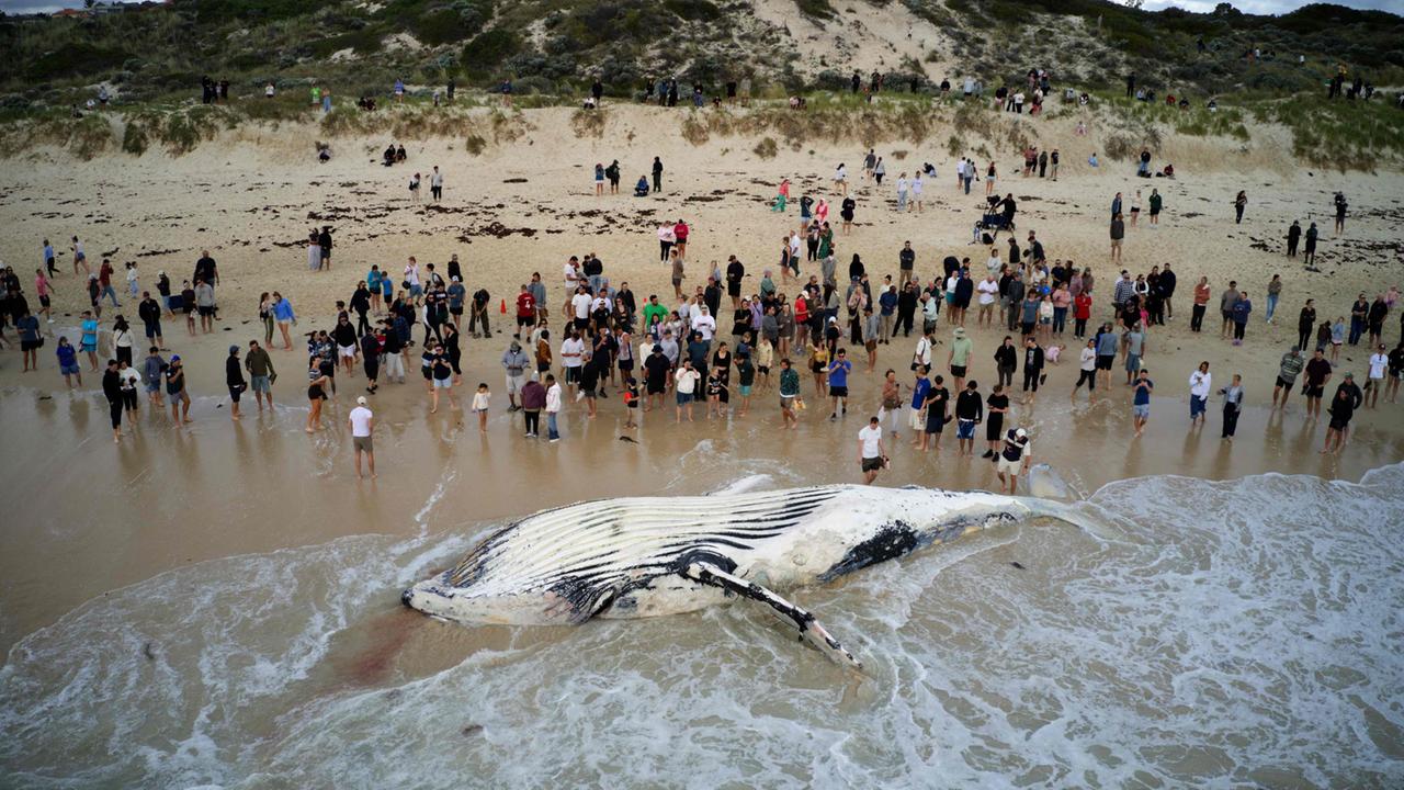 Australien: Walkadaver sorgt für Hai-Alarm am Stadtstrand von Perth