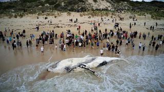 Australien: Walkadaver sorgt für Hai-Alarm am Stadtstrand von Perth