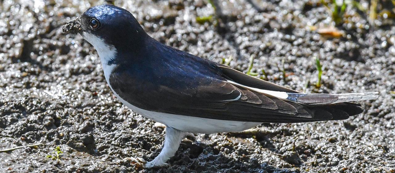 Eine Mehlschwalbe (Delichon urbicum) holt am Ufer eines Flusses Baumaterial für ihr Nest.