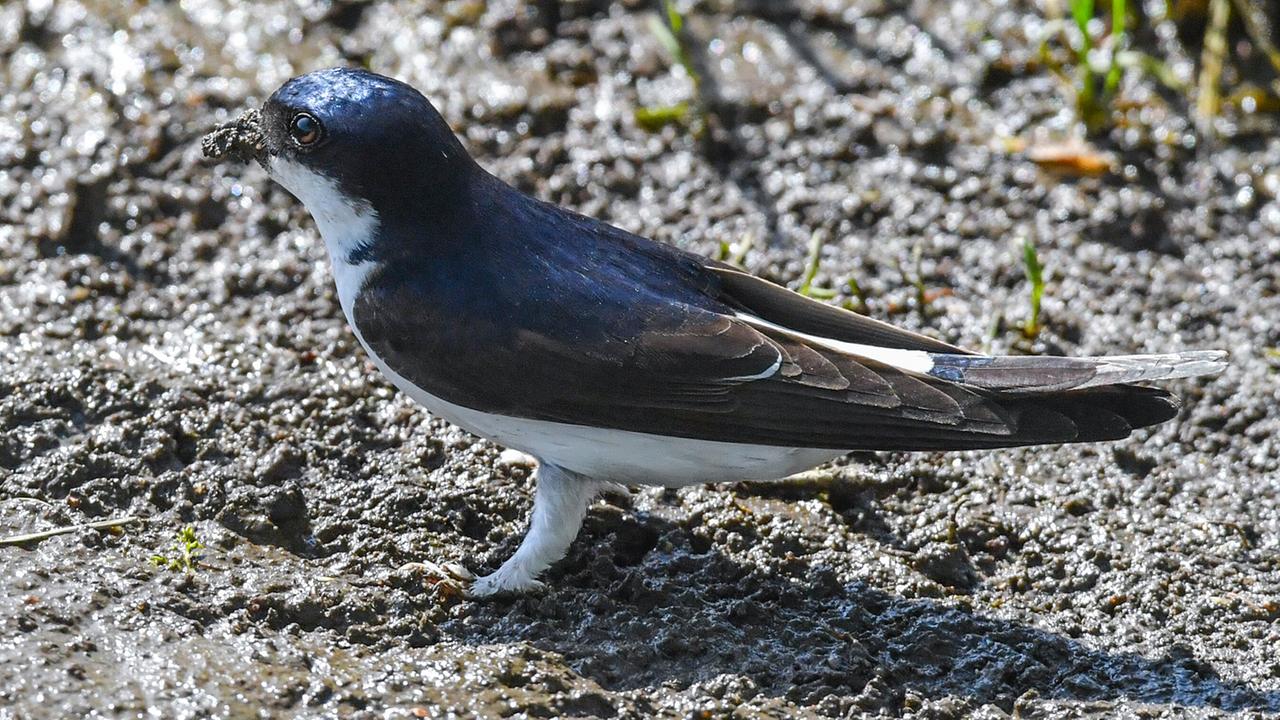 Die Mehlschwalbe ist Vogel des Jahres 2027