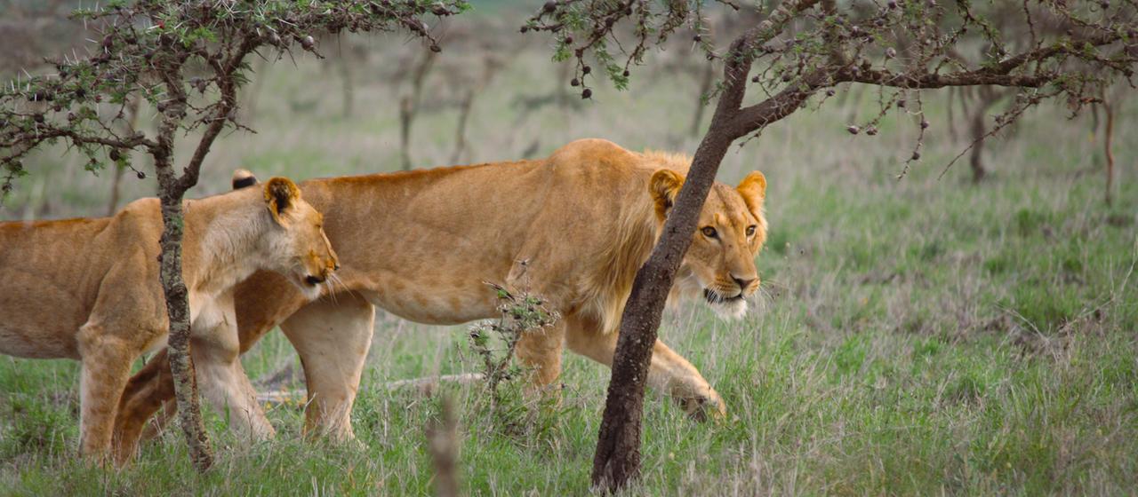 Zwei Löwen in der kenianischen Flötenakaziensavanne.  (Archivbild: 2000)