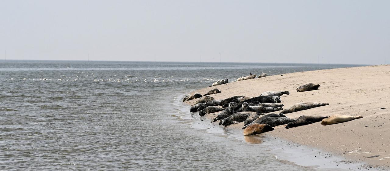 Zahlreiche Robben liegen am Strand von Juist, Niedersachsen.