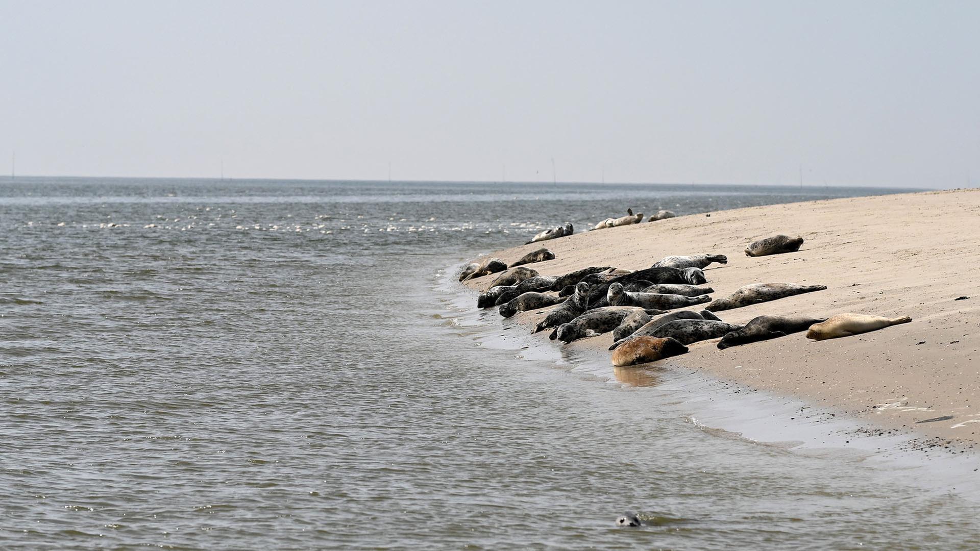 Zahlreiche Robben liegen am Strand von Juist, Niedersachsen. | picture alliance/dpa