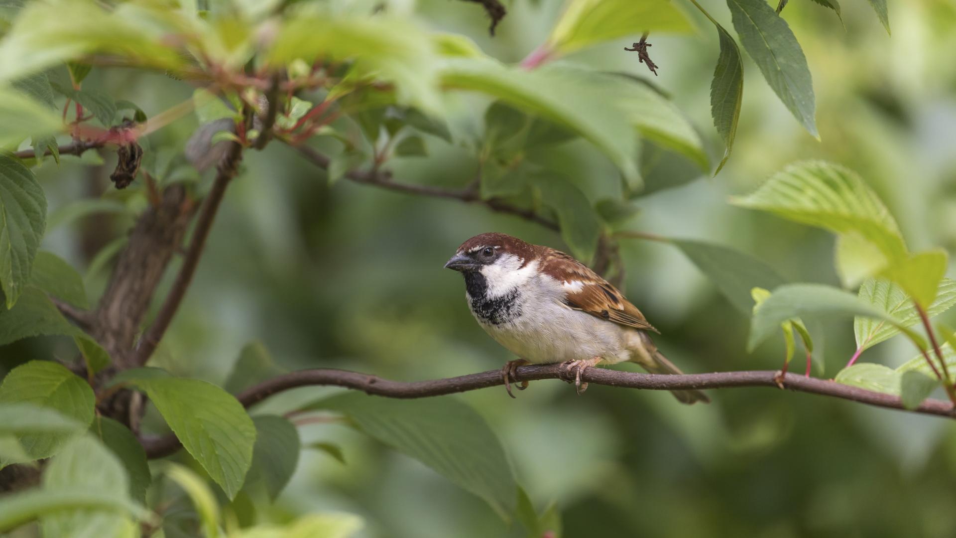 Nabu-Vogelzählung: Weniger Spatzen in NRW-Gärten