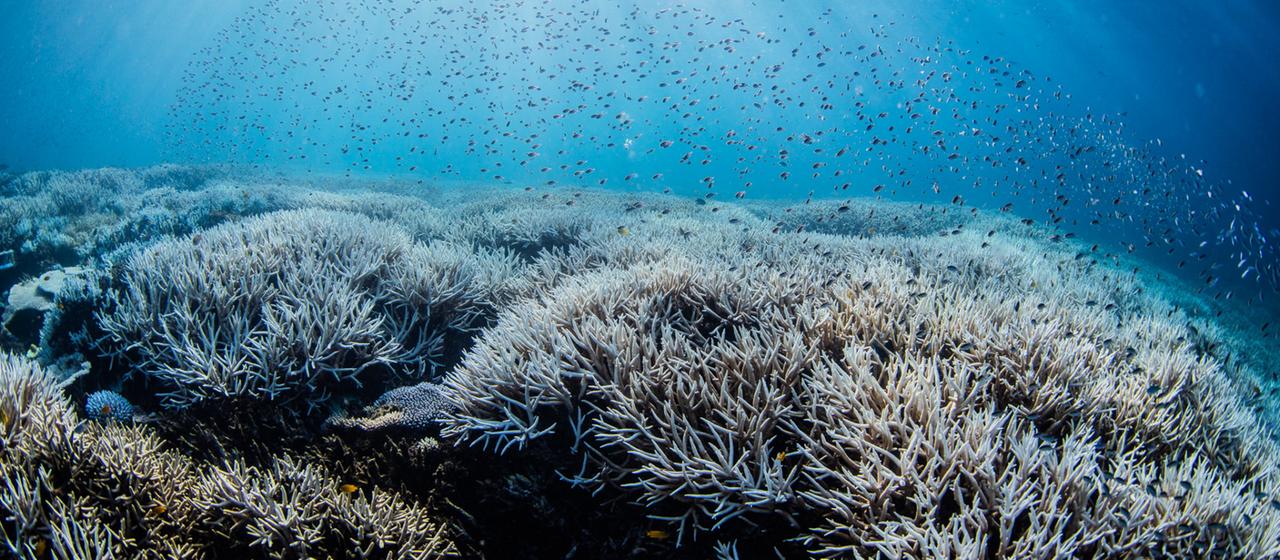 Ein Taucher schwimmt über gebleichten Korallen im Great Barrier Reef. | dpa Ein Taucher schwimmt über gebleichten Korallen im Great Barrier Reef.