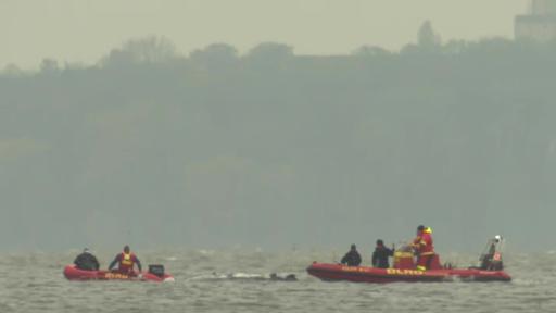Gestrandeter Wal schwimmt wieder