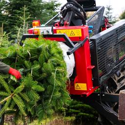 Nordmanntannen werden in einer Palettiermaschine verpackt.
