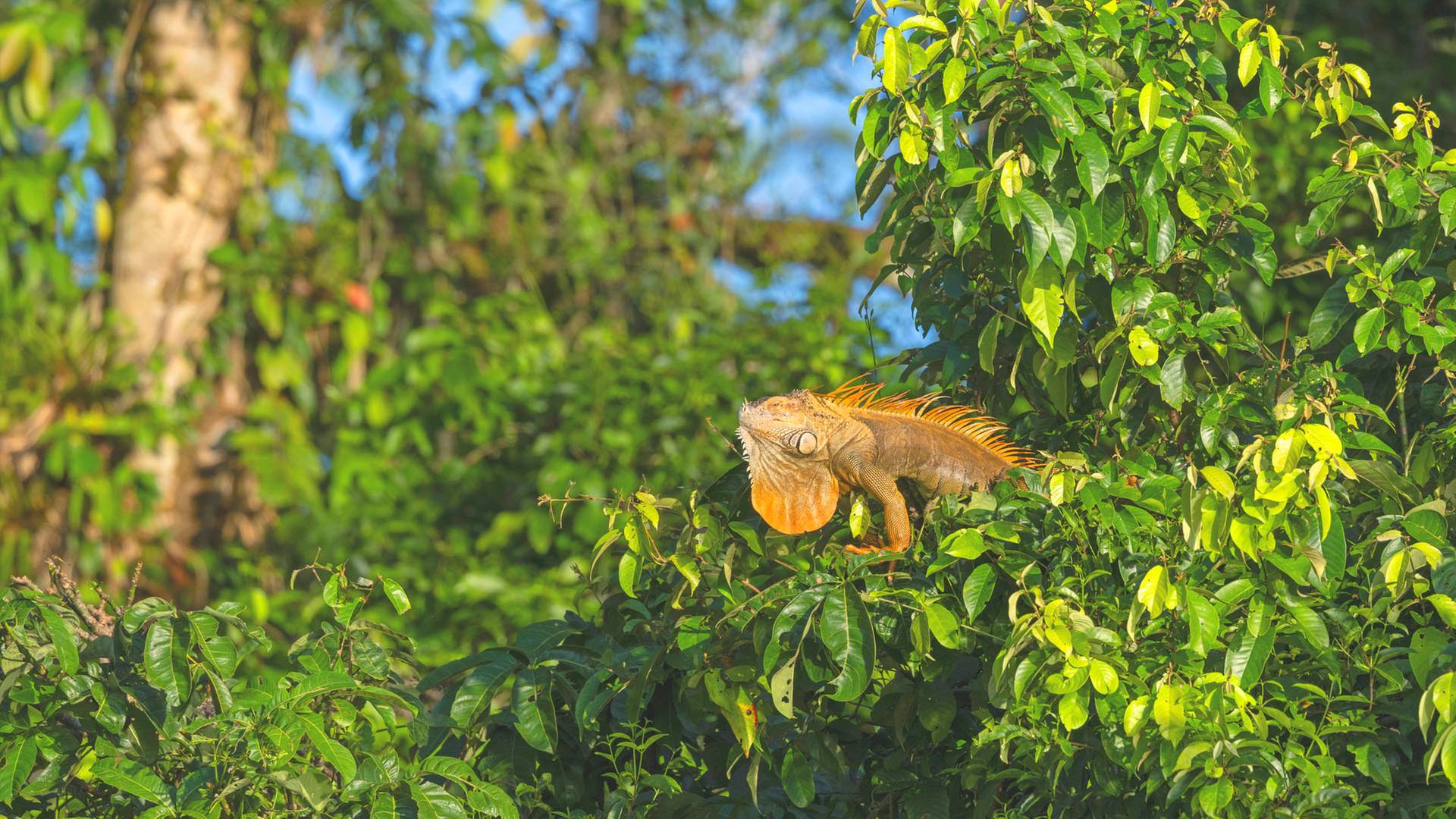 Wissenschaftler erforschen Reptilien im Regenwald Wissenschaftler erforschen Reptilien im Regenwald