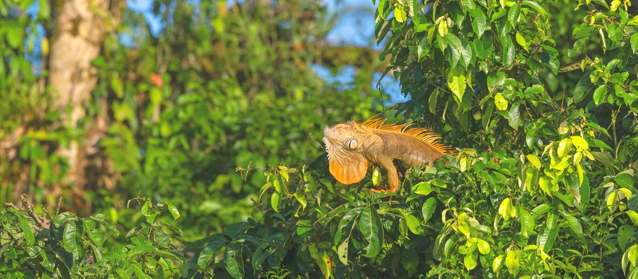 Ein Gruener Leguan sonnt sich in einem Baum im Regenwald von Costa Rica.
