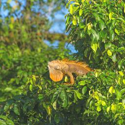 Ein Gruener Leguan sonnt sich in einem Baum im Regenwald von Costa Rica.