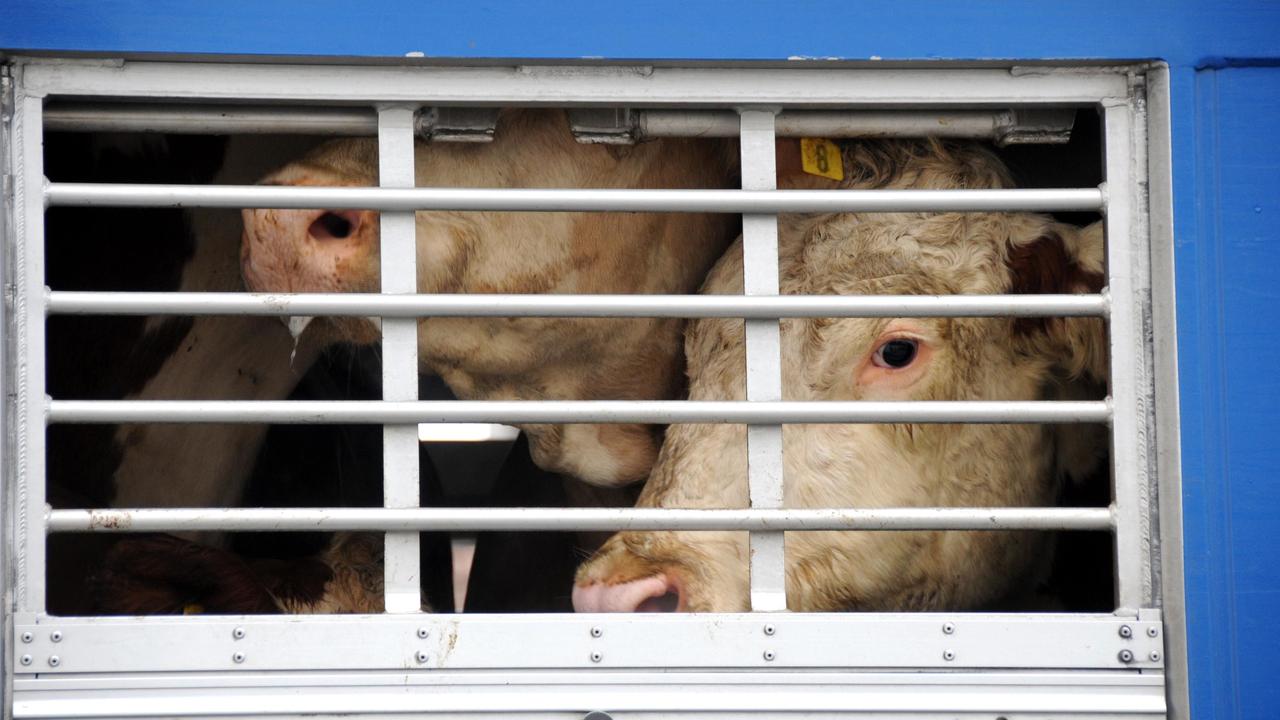 North Rhine-Westphalia：LKAは決定しました：病気にもかかわらず牛と豚が輸送されましたか？