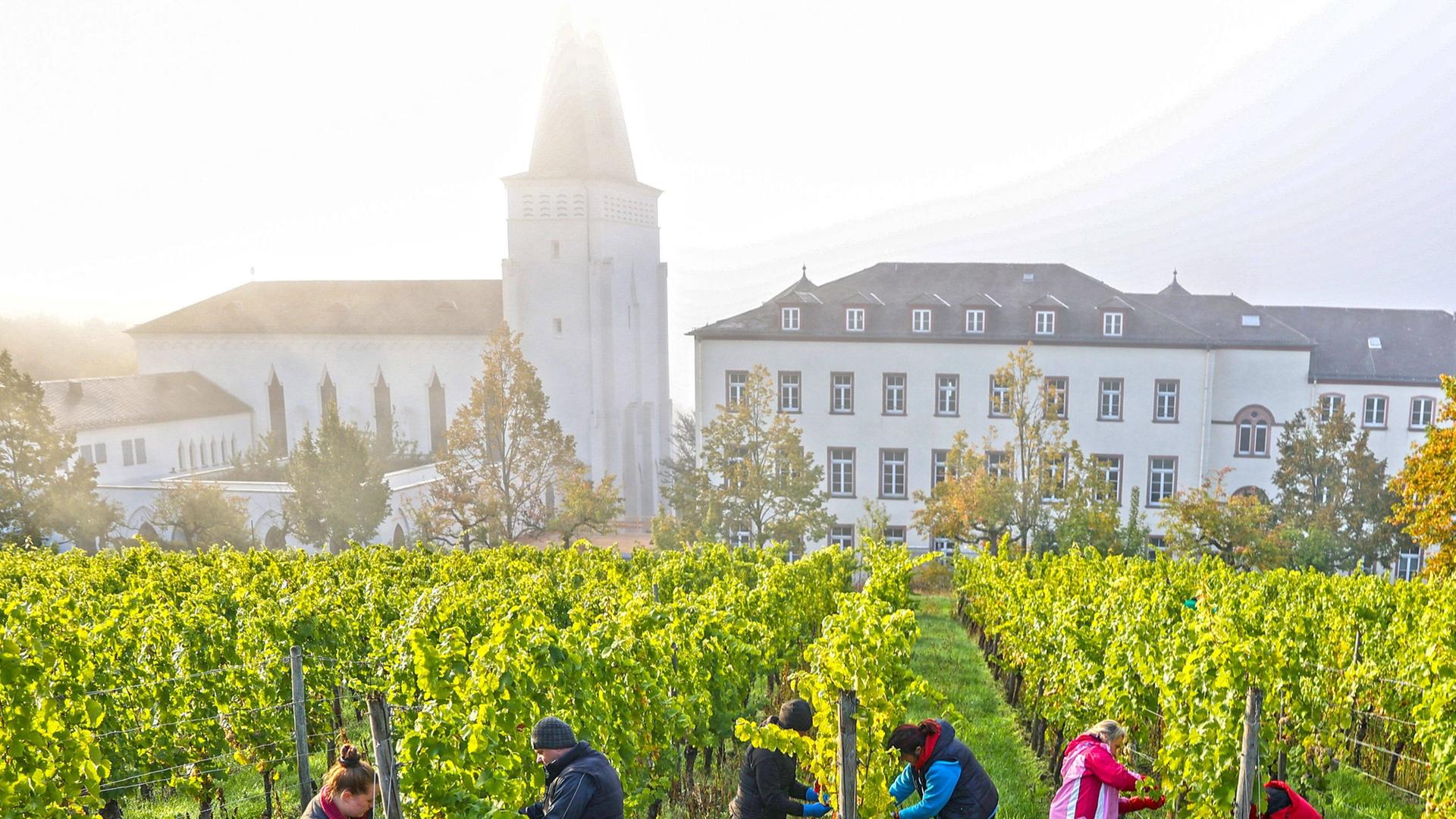 Weinlese viel früher : Hitzesommer sorgt für "Kater-Ernte" im Rheingau