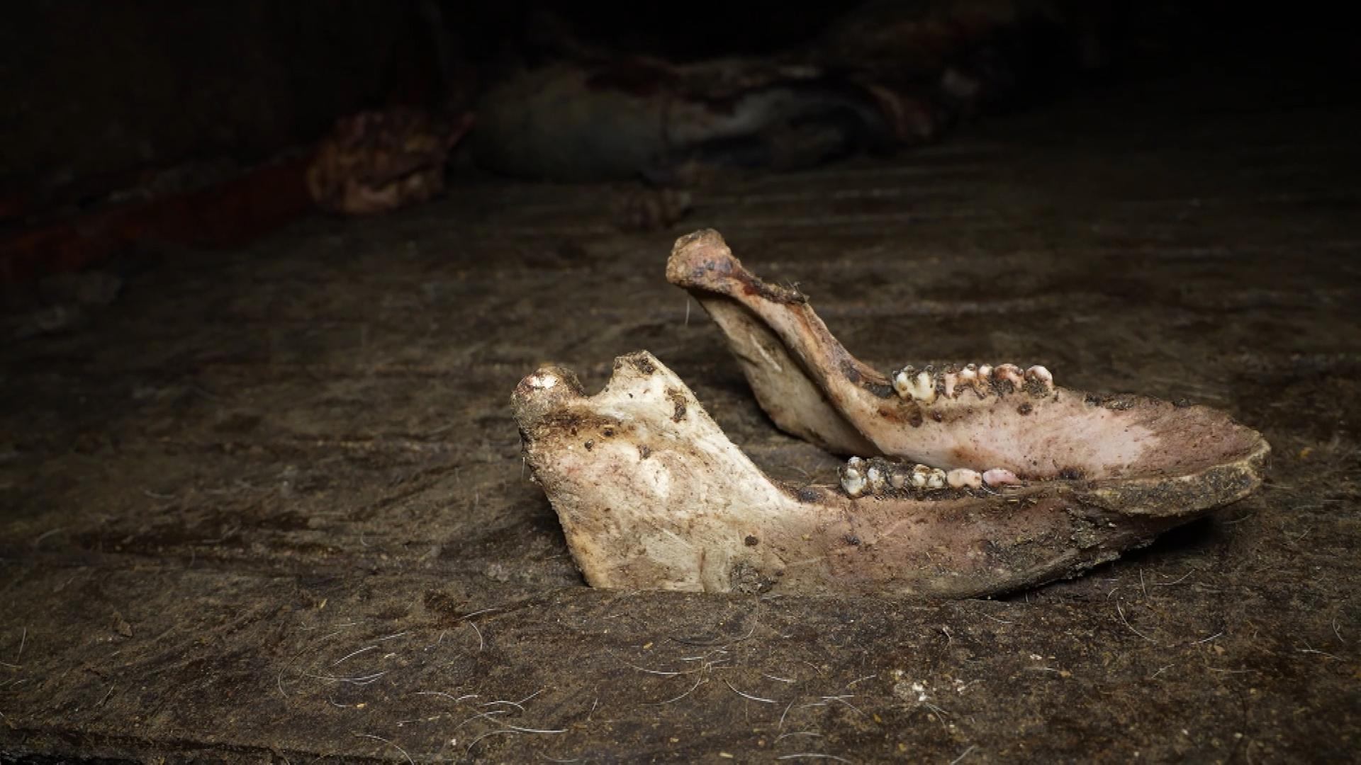 Ein Schweinekiefer auf einem Hof in der spanischen Provinz Teruel. | ARDE