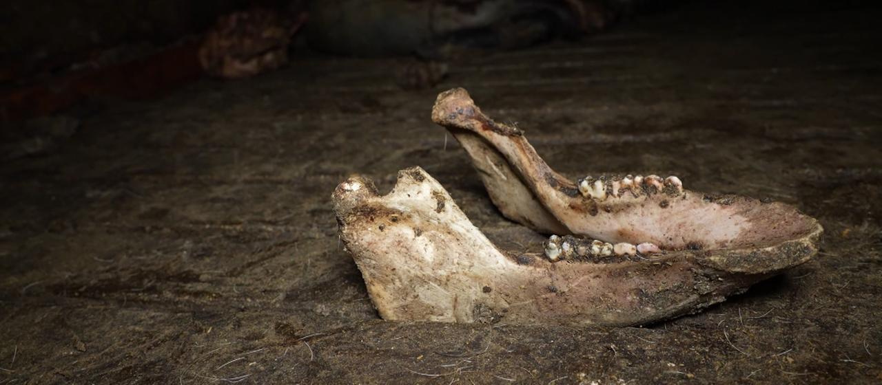 Ein Schweinekiefer auf einem Hof in der spanischen Provinz Teruel.