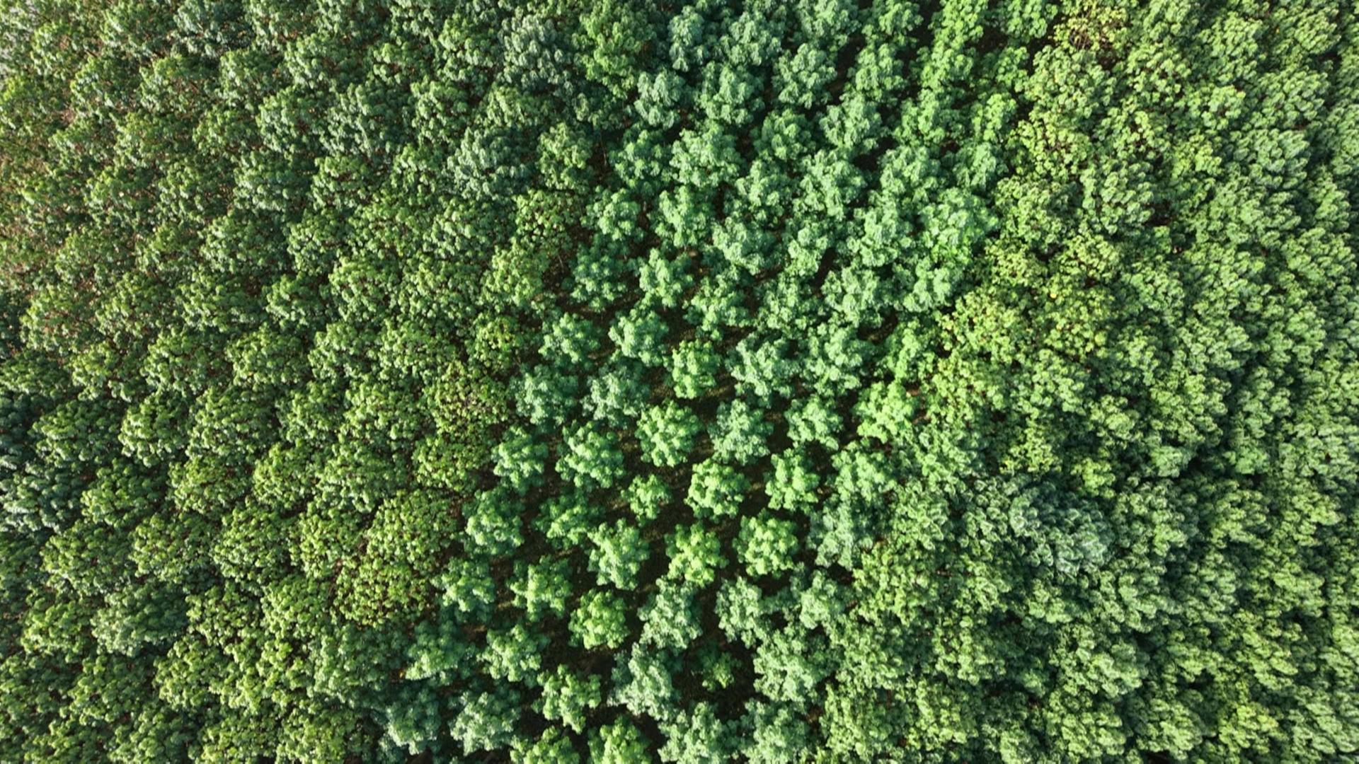 Ist das der Baum der Zukunft?