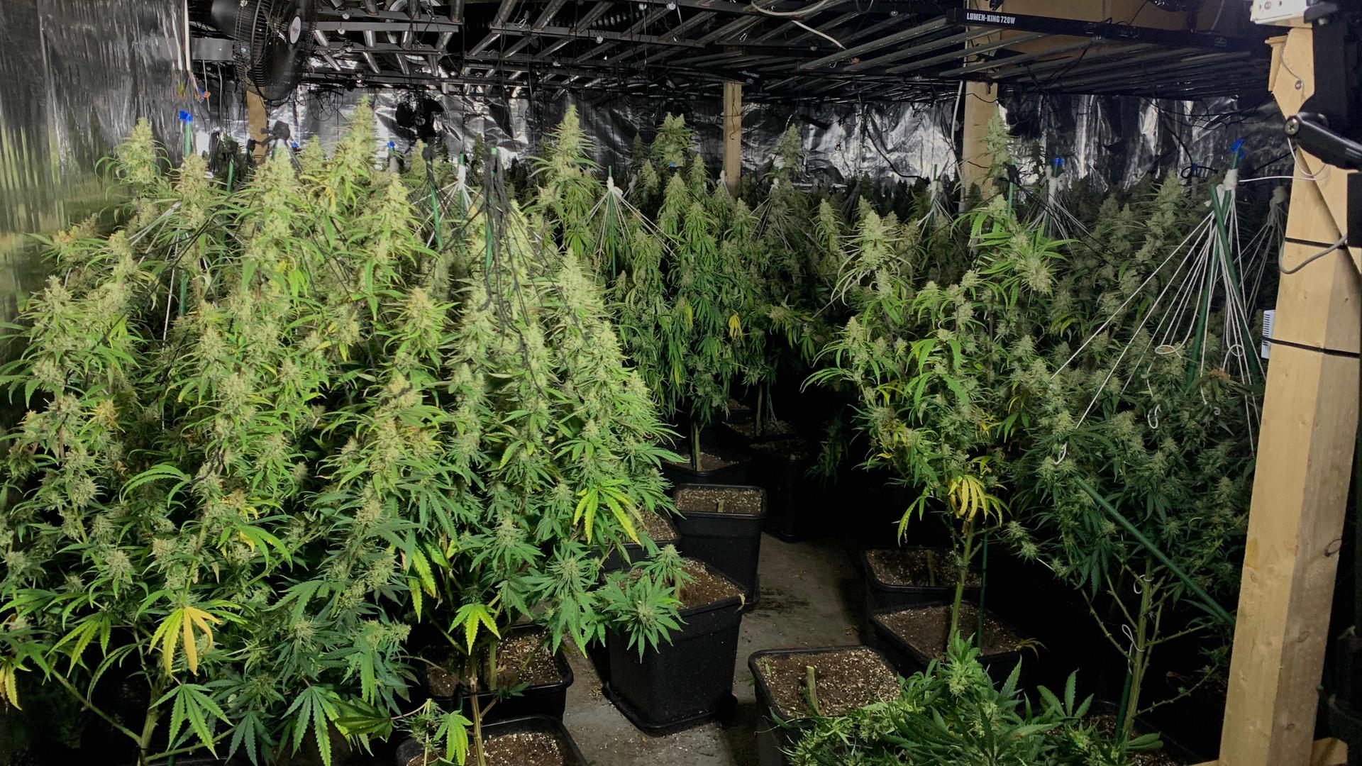 Etliche Cannabisplanzen stehen in einer Lagerhalle in Aachen.  | WDR/ Betty Meiritz