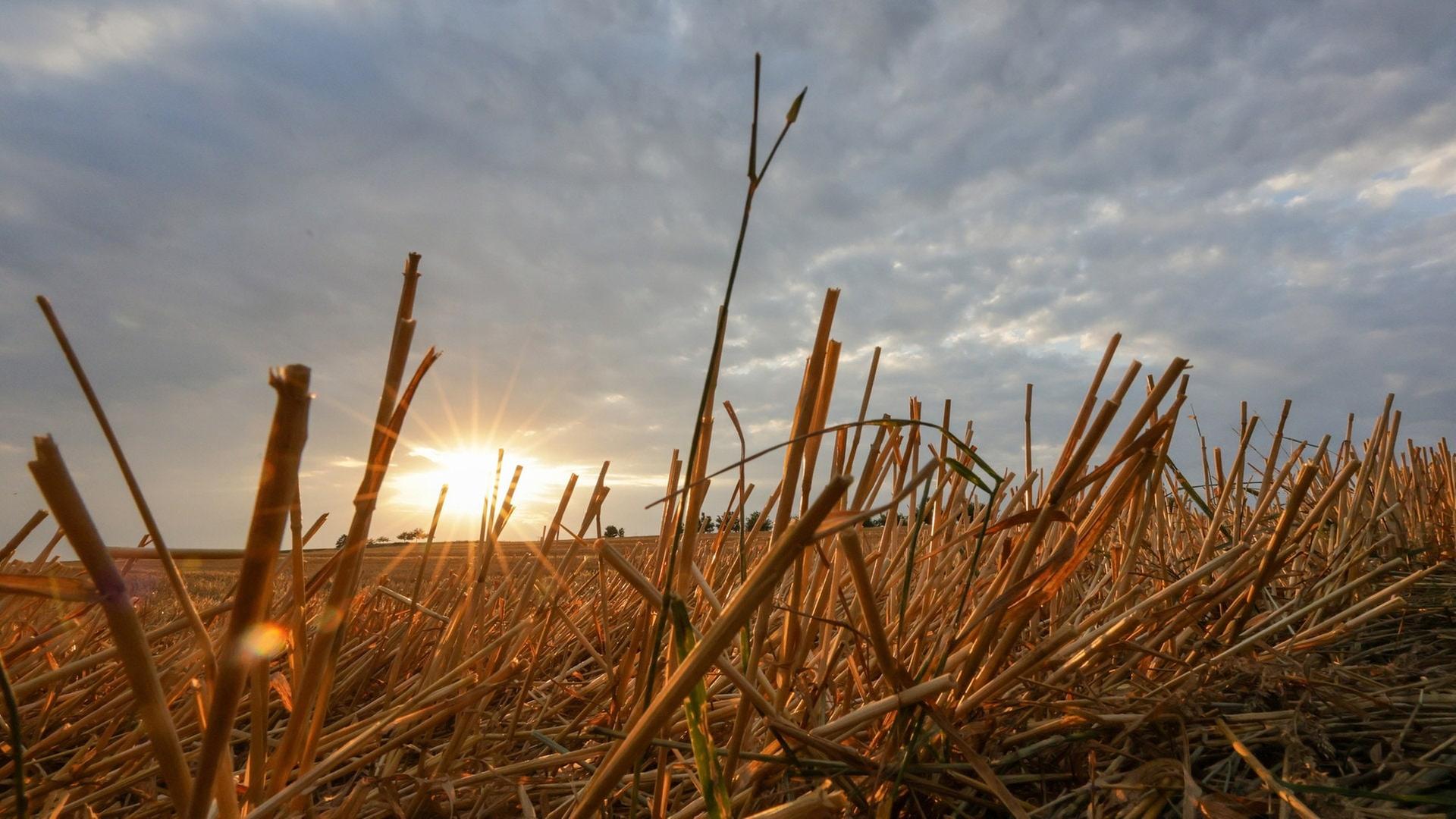 "Heiße Dürre": Baden-Württemberg erlebt heißesten Sommer seit Beginn der Wetteraufzeichnung