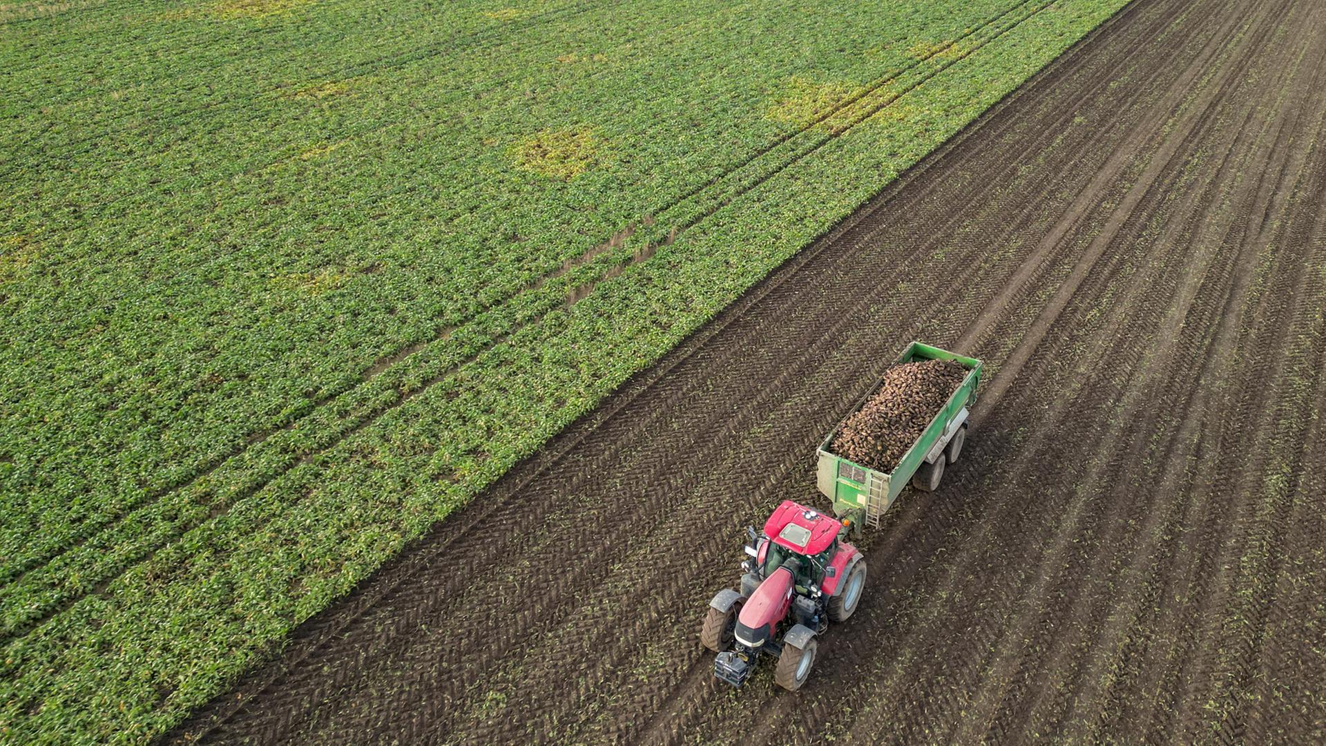 Ein Traktor mit einem Anhänger voller Zuckerrüben fährt über ein Feld im Süden Sachsen-Anhalts. | dpa