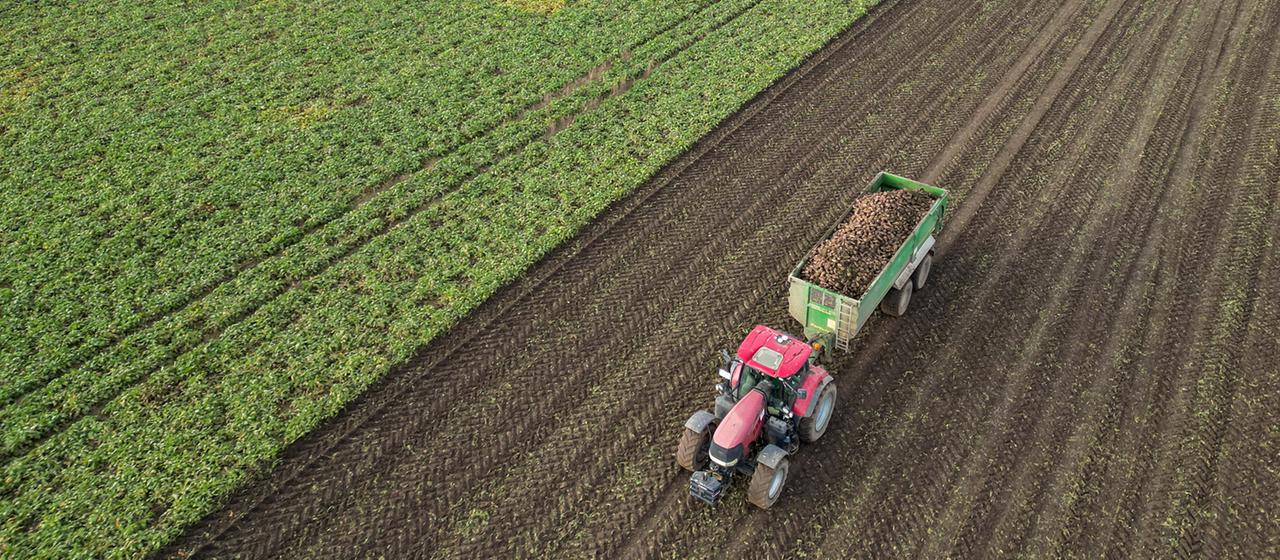Ein Traktor mit einem Anhänger voller Zuckerrüben fährt über ein Feld im Süden Sachsen-Anhalts.