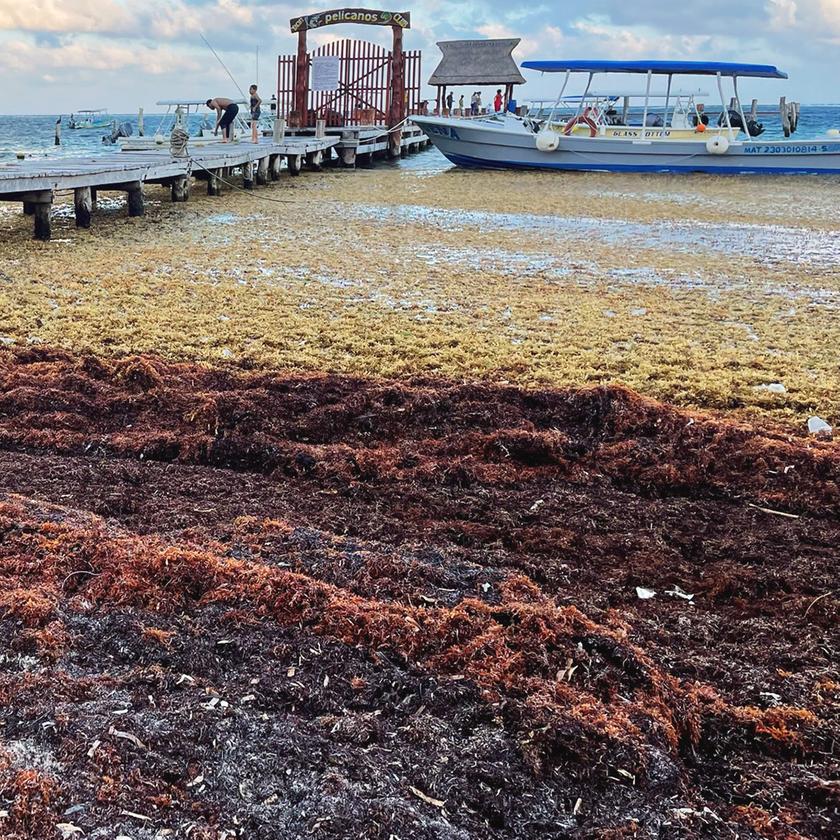 kartoffelwasser als dünger Purgrün Bio-Kartoffeldünger 1 Liter